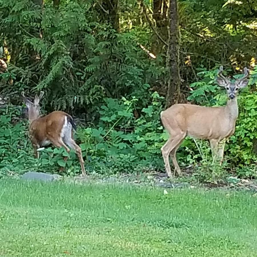 Creekside Bed And Breakfast Guest Room Deerhorn Esterno foto
